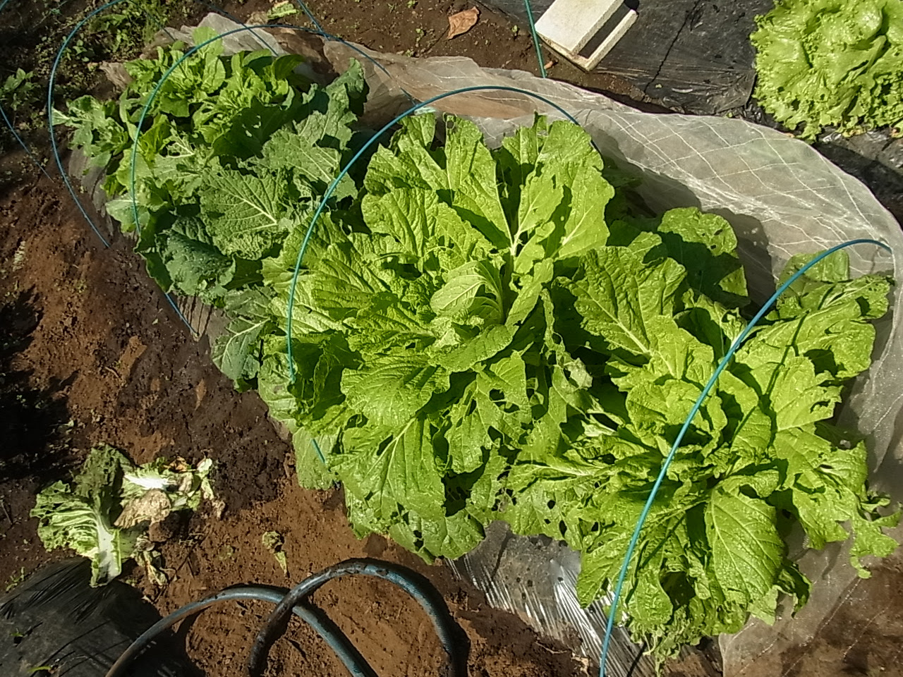 ヨトウムシ退治のみかたは散水シャワー にこにこ菜園日記