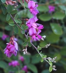 ハギ はぎ 萩 の花言葉 花言葉事典