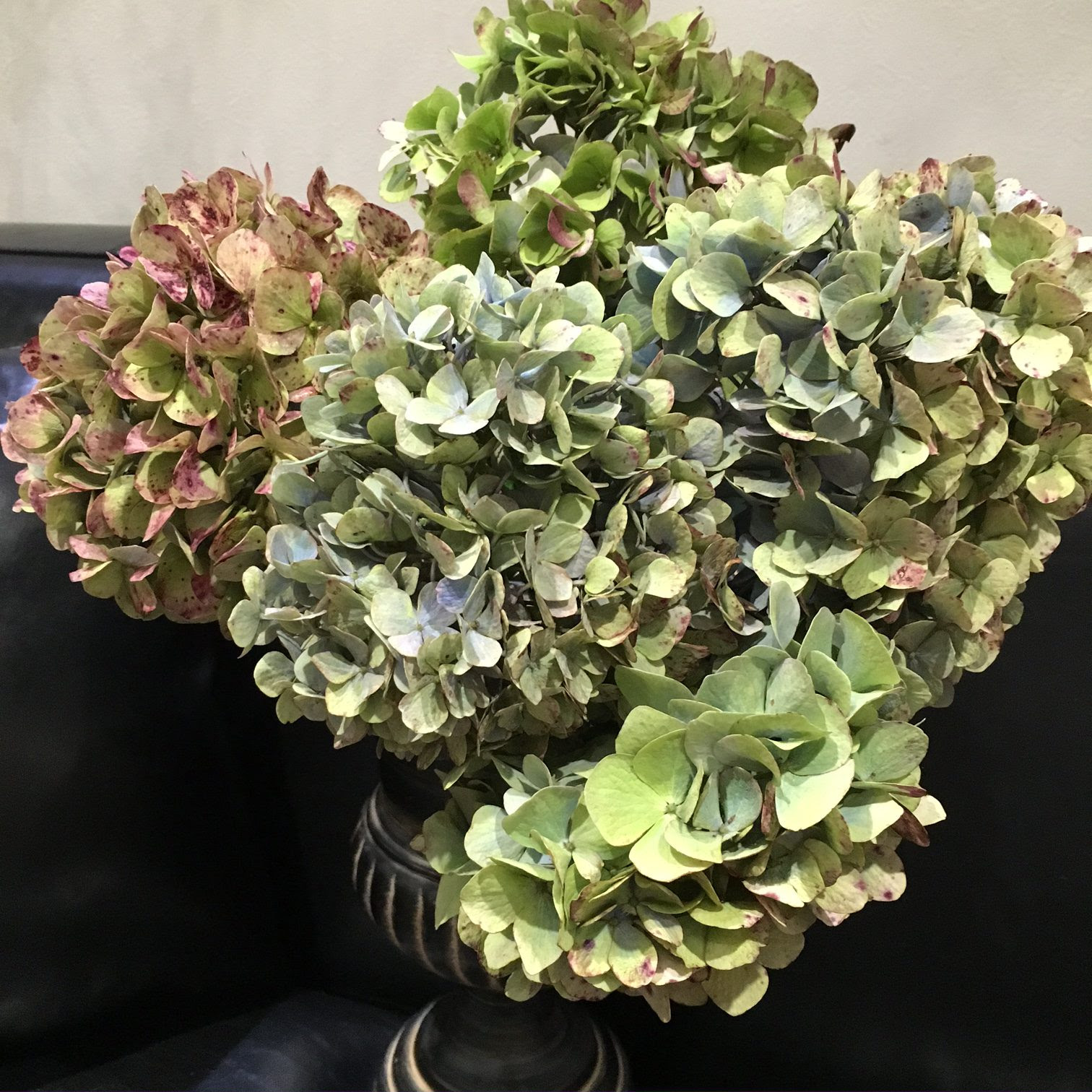 綺麗な秋色アジサイ 入荷しました Hiroshima Odette