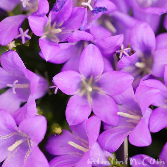 ベルフラワー オトメギキョウ の花の写真 花言葉 名前の由来 みみみんブログ