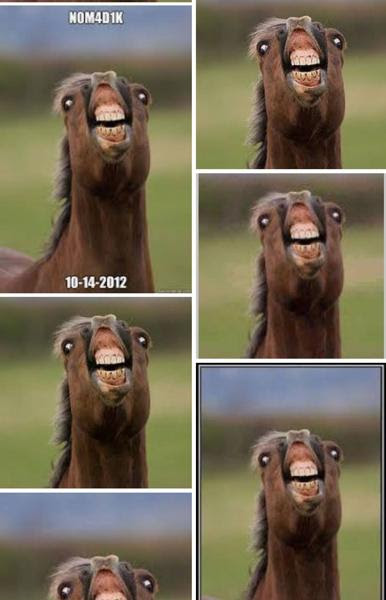 自分の名前をググったら同姓同名の変な生き物がいた 動物群へのボケ ボケて Bokete