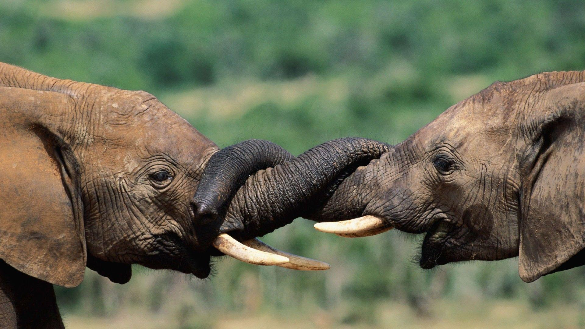 Baby Elephant Wallpapers - Wallpaper Cave