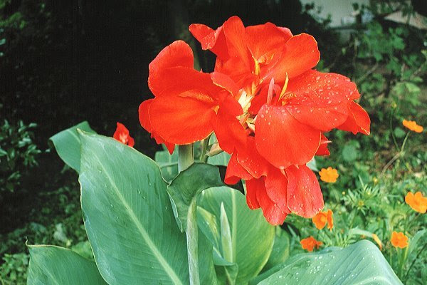カンナ Canna Generalis