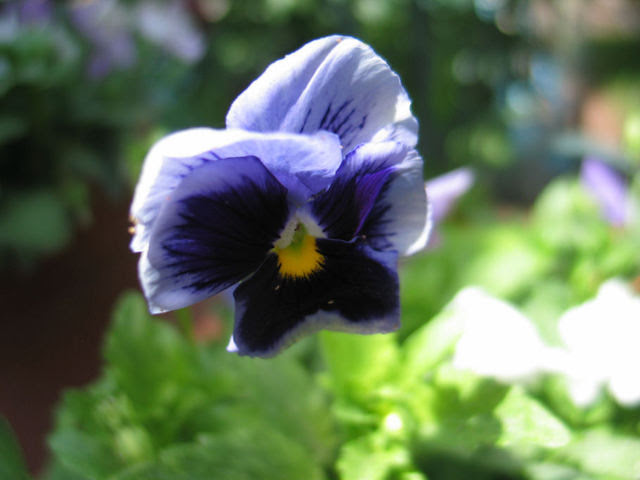 http://sophie.typepad.com/photos/uncategorized/penses_fleur_bleue_5.JPG