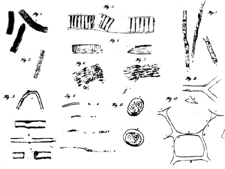 celula animal y sus partes. que Cromosoma+y+sus+partes