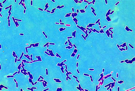 human microbiome lacto bacto