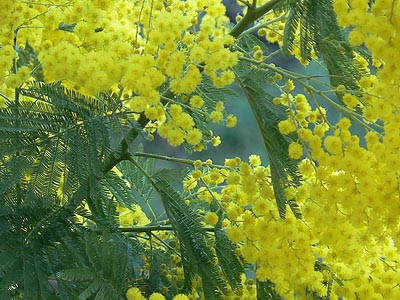 mimosa 2007.jpg