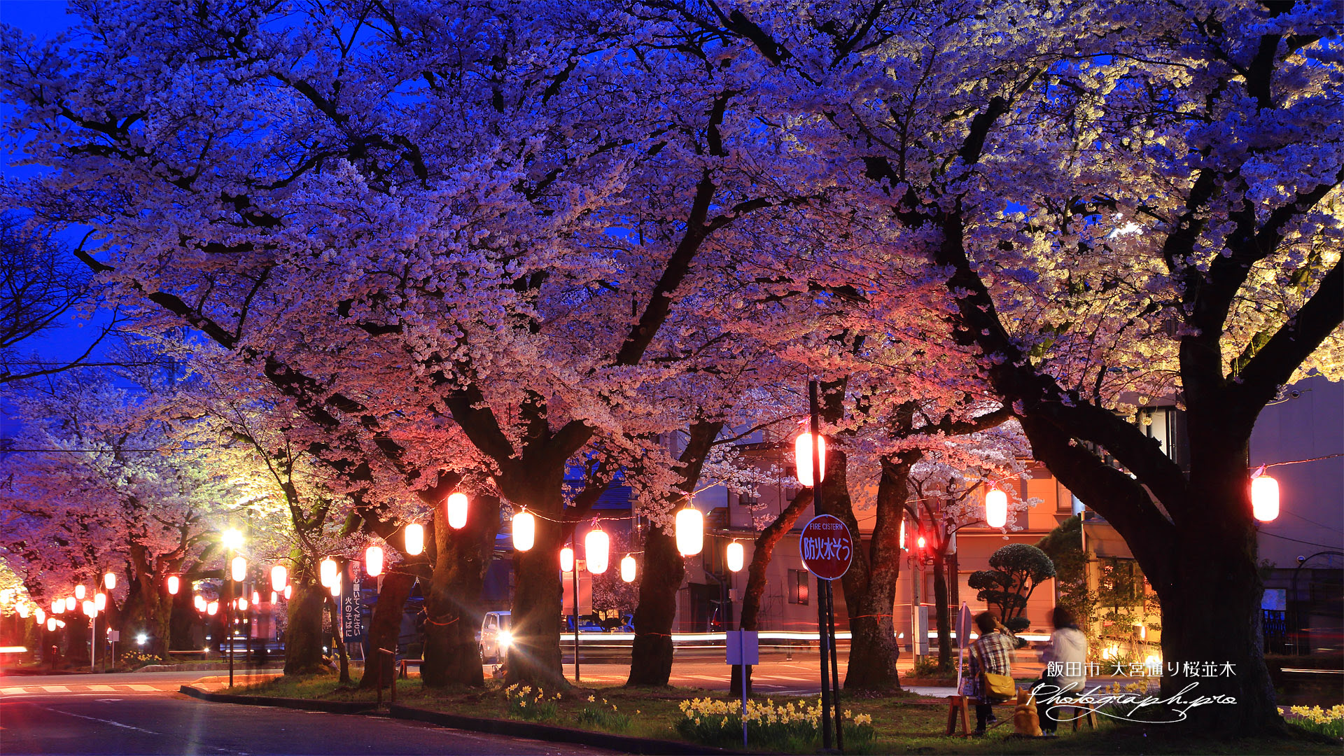 大宮通り桜並木 の壁紙 19x1080