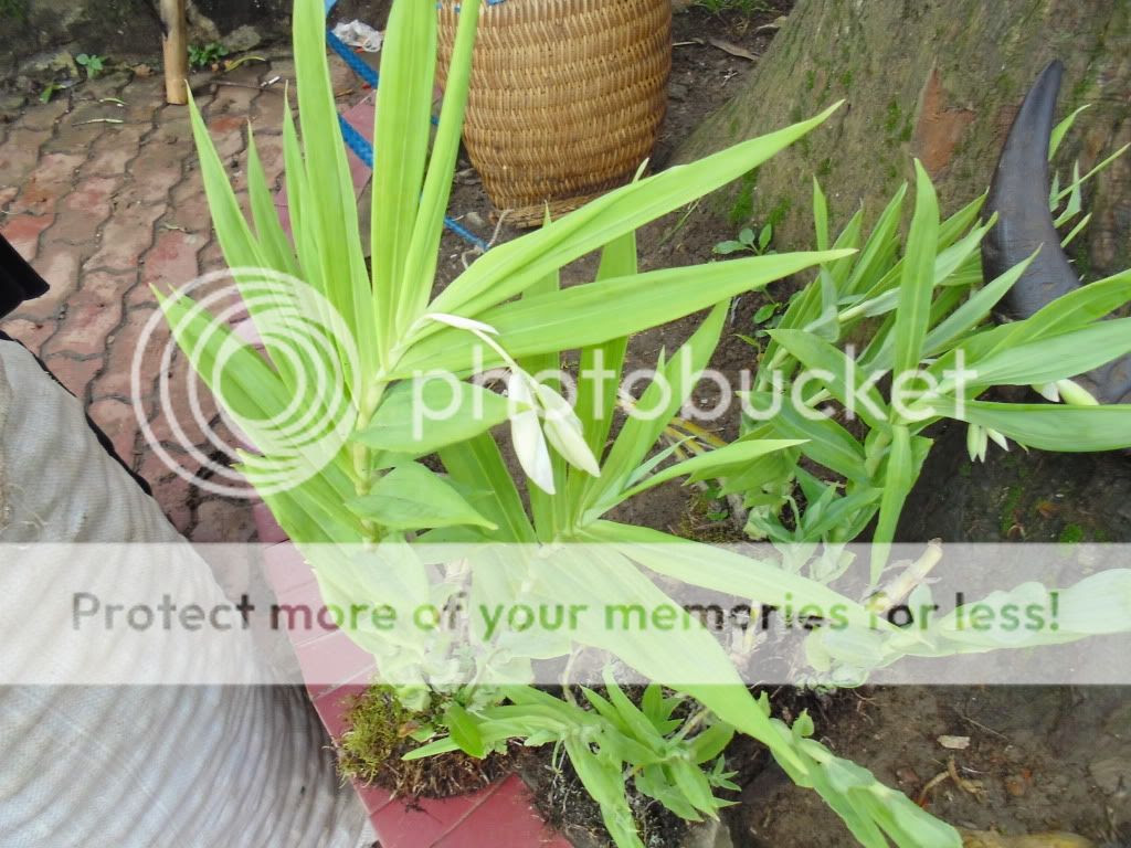 http://i808.photobucket.com/albums/zz2/Thac_Binhminh/DSC00292.jpg