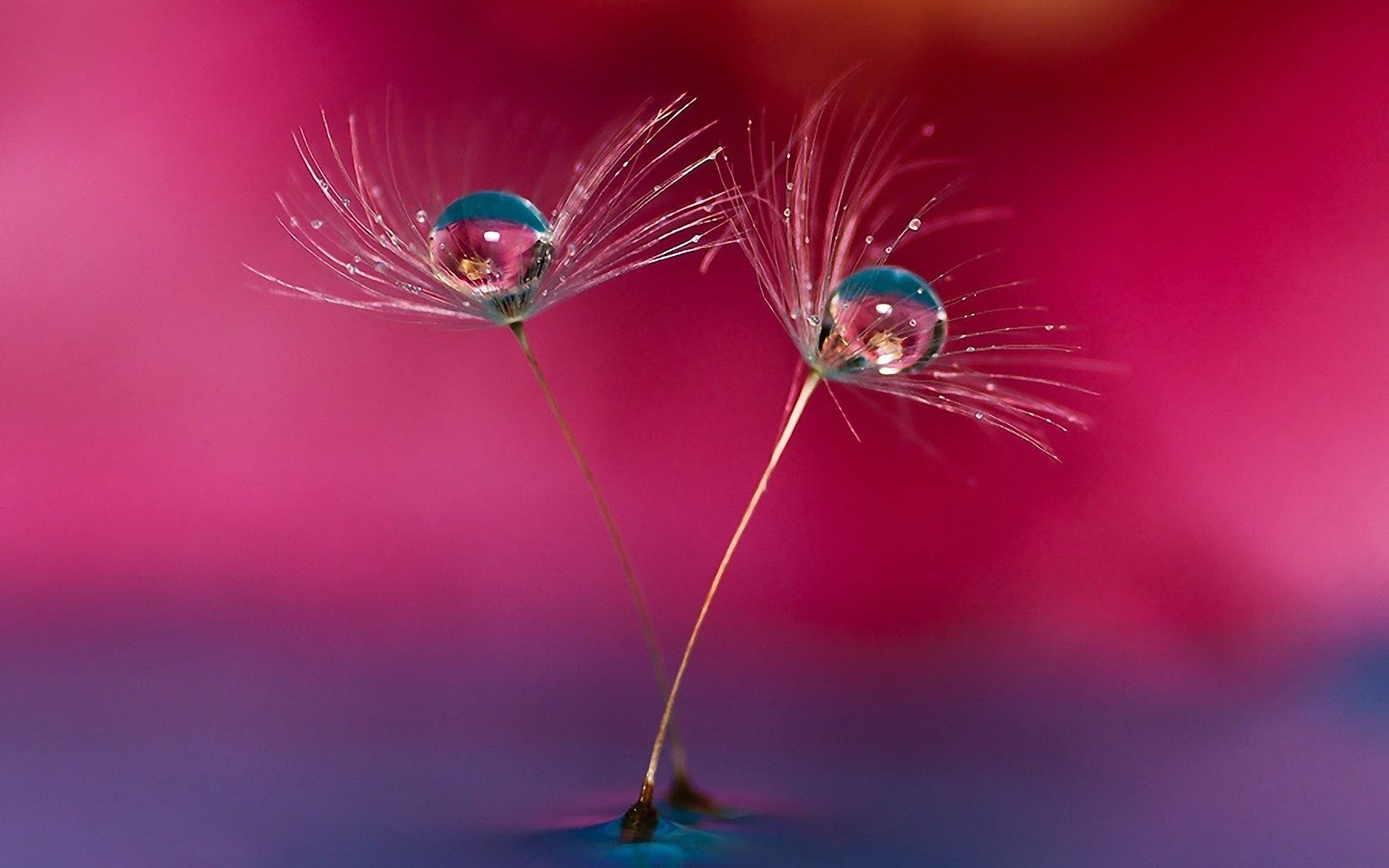 Water Droplets Wallpaper 58 Images