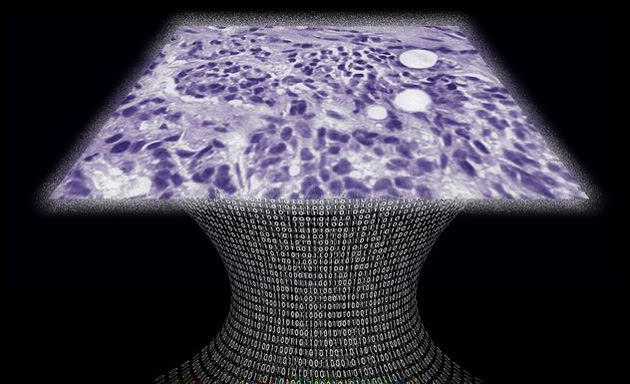 A sample from UCLA's lens-free digital microscope