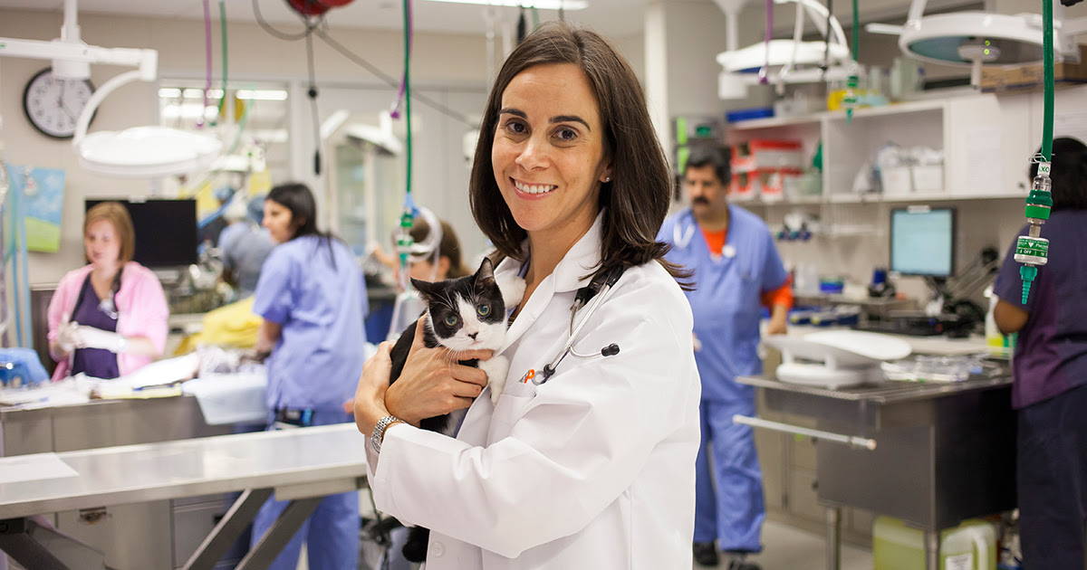 Low Cost Spay Neuter Programs Aspca