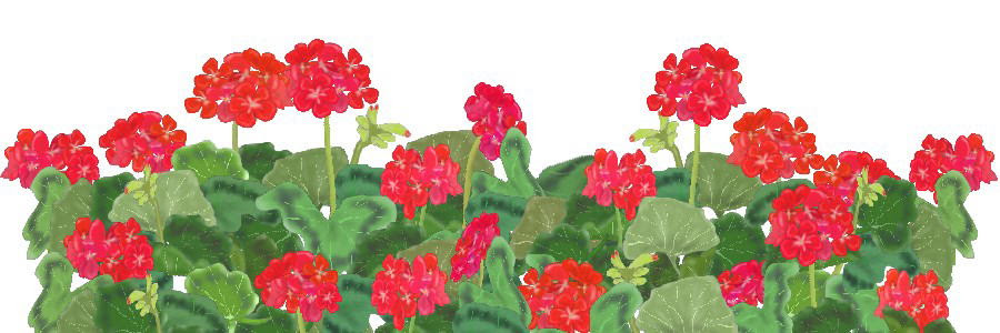 夏のイラスト素材 無料テンプレート ゼラニウム