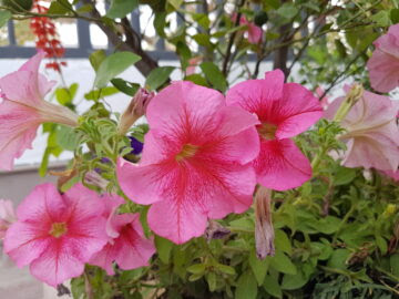 Samsung Galaxy S7 - Camera Sample