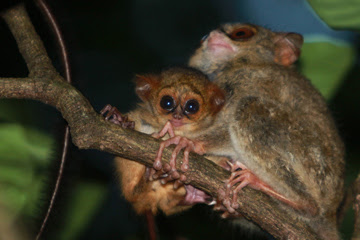 Tarsiers in North Sulawesi