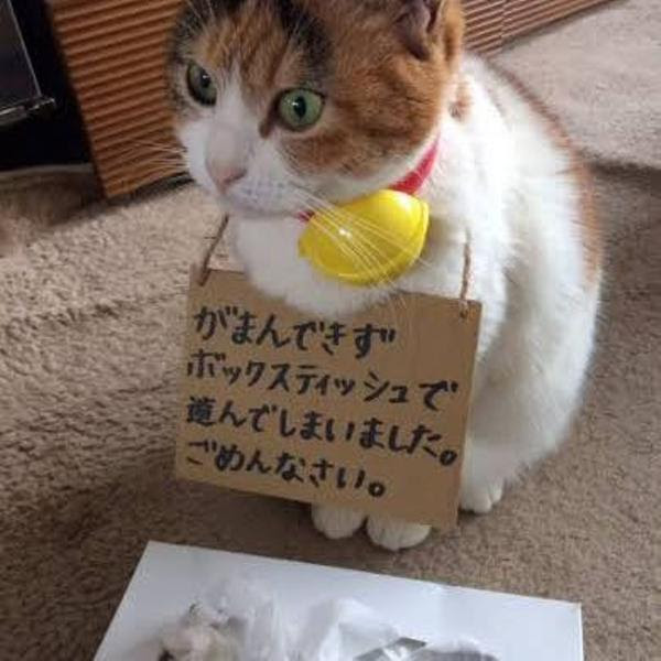 この画像がきっかけで動物愛護団体から訴えられる ネコへのボケ ボケて Bokete