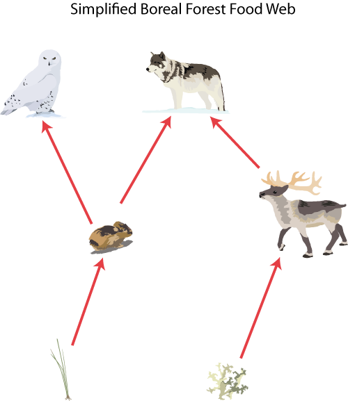 Mr G's Environmental Systems » 2.1. 3: Food chains and Food webs