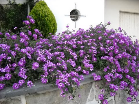 lantana by afonso09