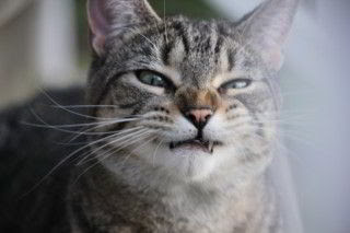 Garde de chat gratuit