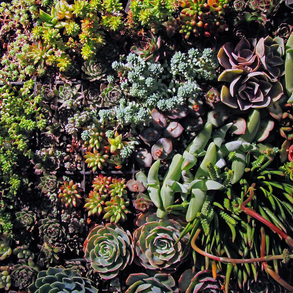 DSC03937 succulent wall
