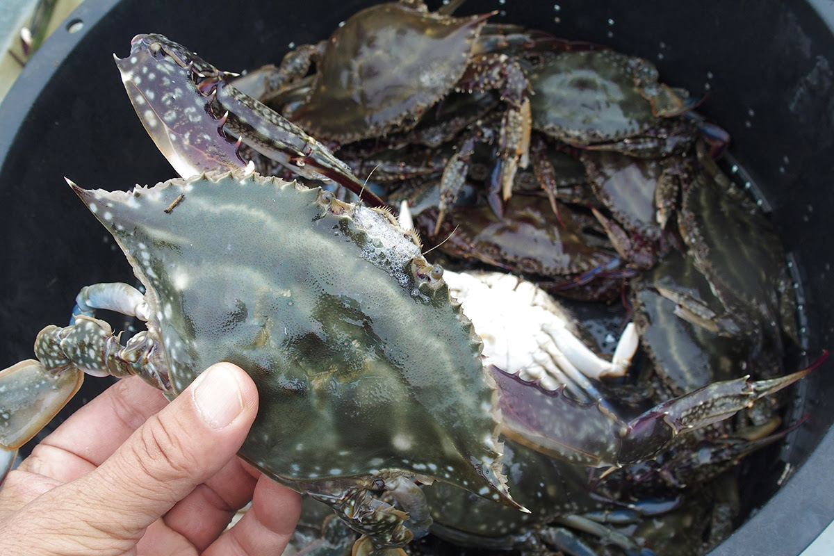 渡り蟹 ワタリガニ Ocean Bistro とぅくとぅく