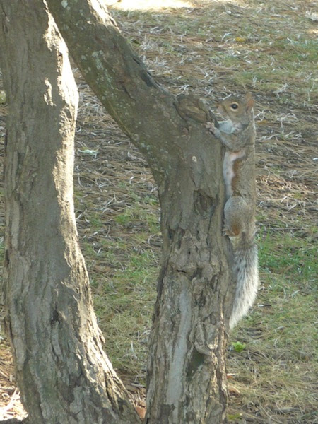juniper valley park middle village queens
