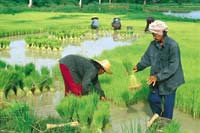 chiangmai ricefield