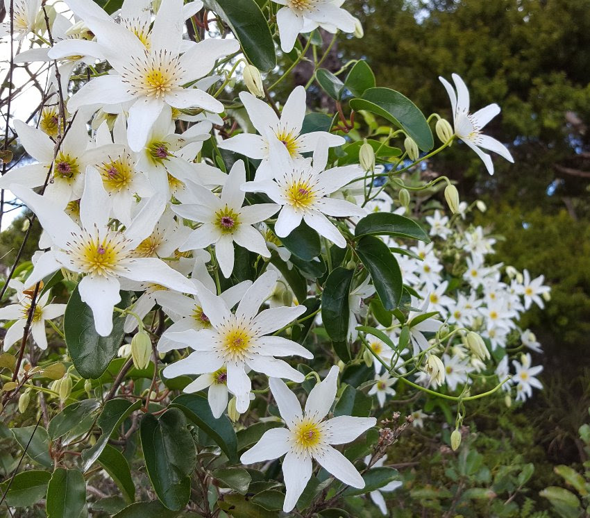Rare Native New Zealand Bridal Veil Clematis Paniculata 18 Seeds