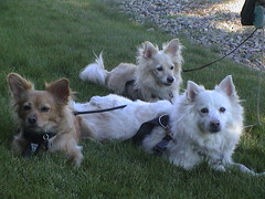 Three Dogs Rest