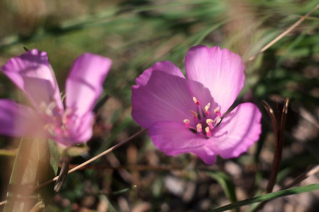 october wildflowers, tanner springs