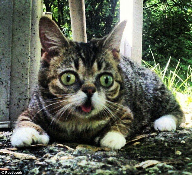 Normal: Just like other cats Bub likes to chase bugs and is always cleaning her luxurious coat