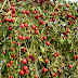 Potted Crab Apple Tree : May 09, 2021 · fill the bottom of the pot with soil atop the gravel and situate the tree so the graft union (the bulge towards the bottom of the trunk where the tree was grafted) is level with the lip of the pot.