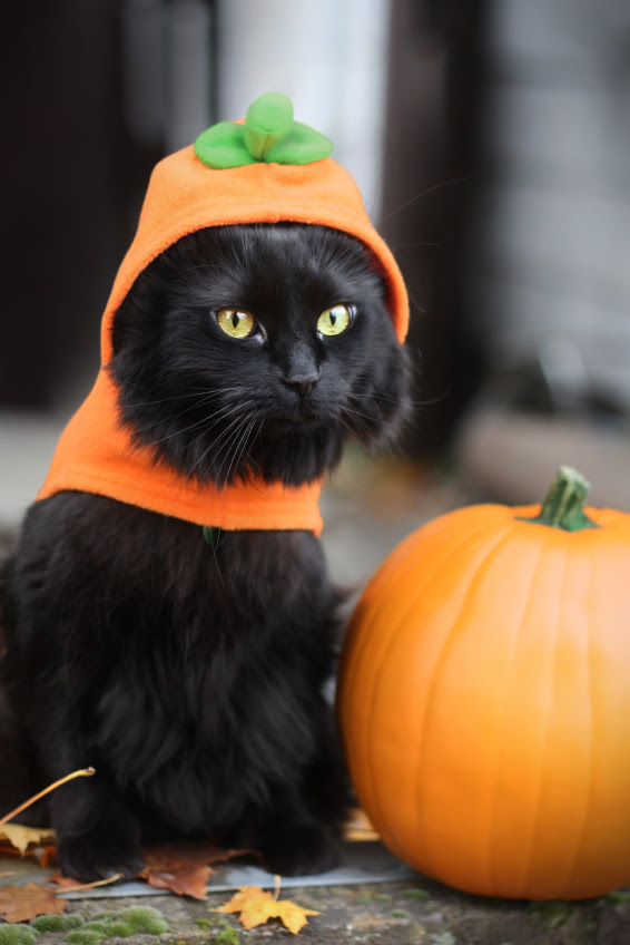 Cats in Costume  LoveToKnow Blogs Cats