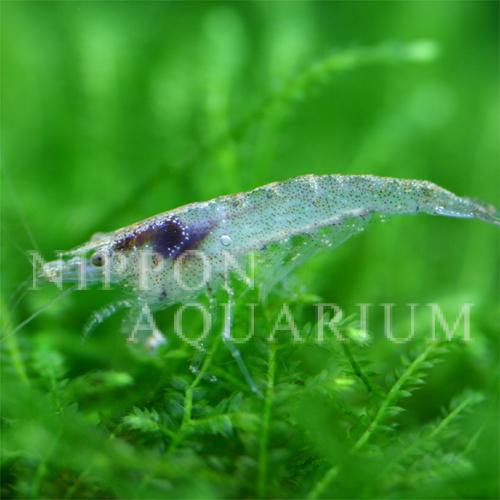 ミナミヌマエビ 飼育方法 飼い方 餌 水温 混泳などについて 熱帯魚図鑑 熱帯魚の飼育 混泳 繁殖 病気など