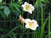 ３月１３日の誕生花 ヘメロカリスの花言葉 一夜の恋 コケットリー な一日花の とりとめのない空想 弥生おばさんのガーデニングノート 花と緑の365日 楽天ブログ