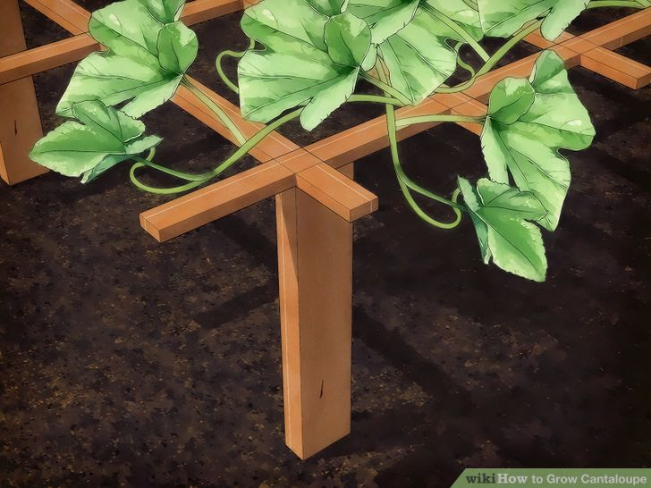 Grow Cantaloupe Step 10 Version 2.jpg