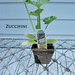 Zucchini