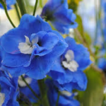 浮気 不倫の花言葉 意味から調べる 逆引き花言葉一覧
