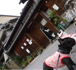 ドッグカフェ 奈良 犬も一緒に利用できるお店