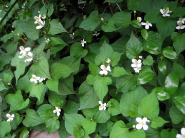 まこちゃん農園 どくだみ軟膏作り