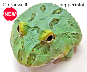 ライムグリーンアルビノツノガエル ツノガエルのブリーダーnuance 飼育 販売 Pacman Frog