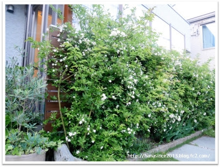 手間のかからないナチュラルガーデンを目指して ３年目 家づくり がんばりましたっ