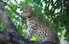 Emancipated Cats