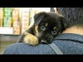 ++ 50 ++ photo chien et chat ensemble 754725-Photos de chien et  chat ensemble