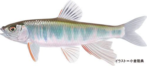 オイカワ 追河 魚の生態 淡水編 房総爆釣通信