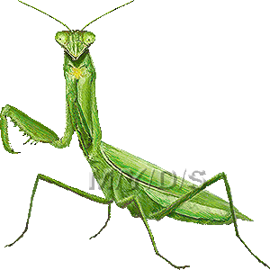 大蟷螂 オオ カマキリのイラスト 条件付フリー素材集