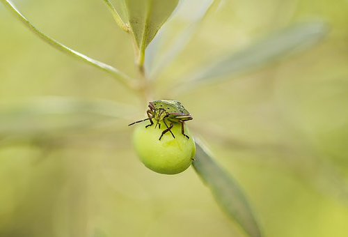 オリーブの害虫 カメムシの駆除 対策方法とは オリーブの教科書