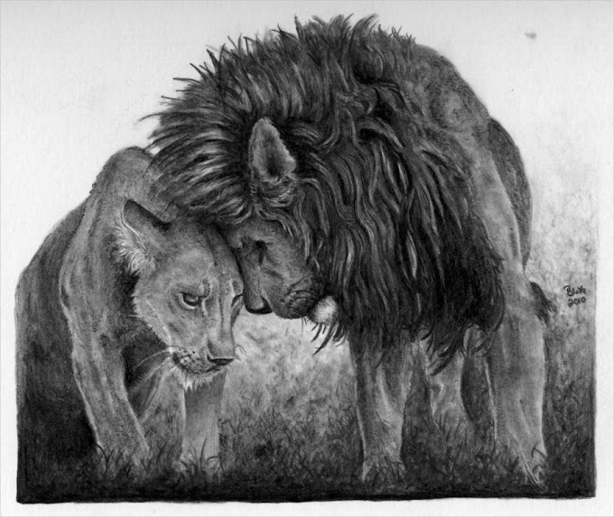 Art Drawing Pencil Lion - Pencil Drawing Step by Step - Psdelux also makes digital drawings.
