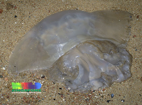 Huge jellyfish