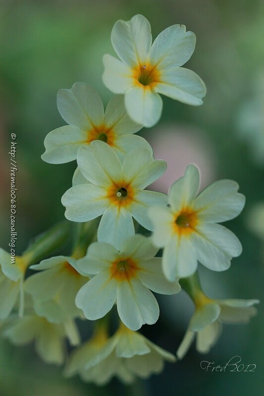 Primula veris